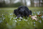 Miniature Australian Shepherd