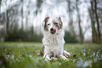Miniature Australian Shepherd