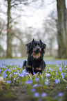Miniature Australian Shepherd