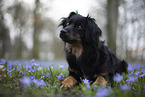 Miniature Australian Shepherd