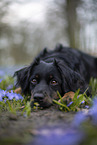 Miniature Australian Shepherd