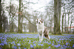Miniature Australian Shepherd