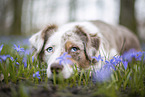 Miniature Australian Shepherd