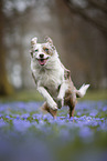 Miniature Australian Shepherd
