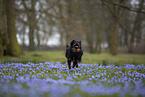 Miniature Australian Shepherd