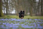 Miniature Australian Shepherd