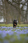 Miniature Australian Shepherd