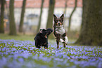 Miniature Australian Shepherd