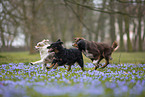 Miniature Australian Shepherd
