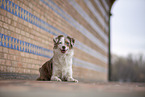 Miniature Australian Shepherd