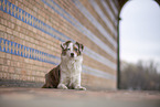 Miniature Australian Shepherd