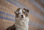 Miniature Australian Shepherd