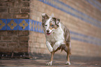 Miniature Australian Shepherd