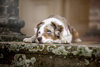 Miniature Australian Shepherd