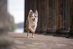 Miniature Australian Shepherd