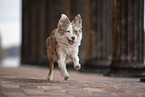 Miniature Australian Shepherd