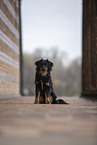 Miniature Australian Shepherd
