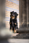 Miniature Australian Shepherd
