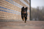 Miniature Australian Shepherd