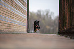 Miniature Australian Shepherd