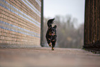 Miniature Australian Shepherd