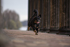 Miniature Australian Shepherd