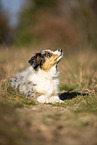 junger Miniature Australian Shepherd