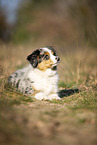 junger Miniature Australian Shepherd