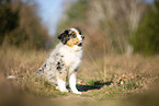 junger Miniature Australian Shepherd