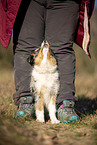 junger Miniature Australian Shepherd