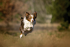 junger Miniature Australian Shepherd