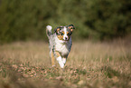 junger Miniature Australian Shepherd