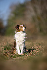 junger Miniature Australian Shepherd