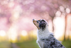 junger Miniature Australian Shepherd