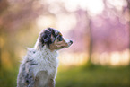 junger Miniature Australian Shepherd