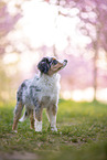 junger Miniature Australian Shepherd