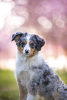 junger Miniature Australian Shepherd