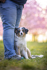 junger Miniature Australian Shepherd