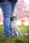 junger Miniature Australian Shepherd