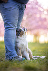 junger Miniature Australian Shepherd