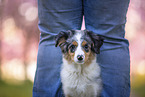junger Miniature Australian Shepherd