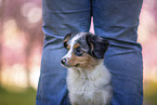 junger Miniature Australian Shepherd
