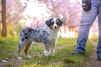 junger Miniature Australian Shepherd