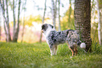 junger Miniature Australian Shepherd