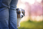 junger Miniature Australian Shepherd