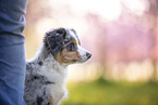 junger Miniature Australian Shepherd