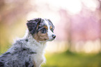 junger Miniature Australian Shepherd