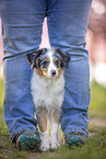 junger Miniature Australian Shepherd