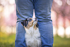 junger Miniature Australian Shepherd