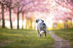 junger Miniature Australian Shepherd